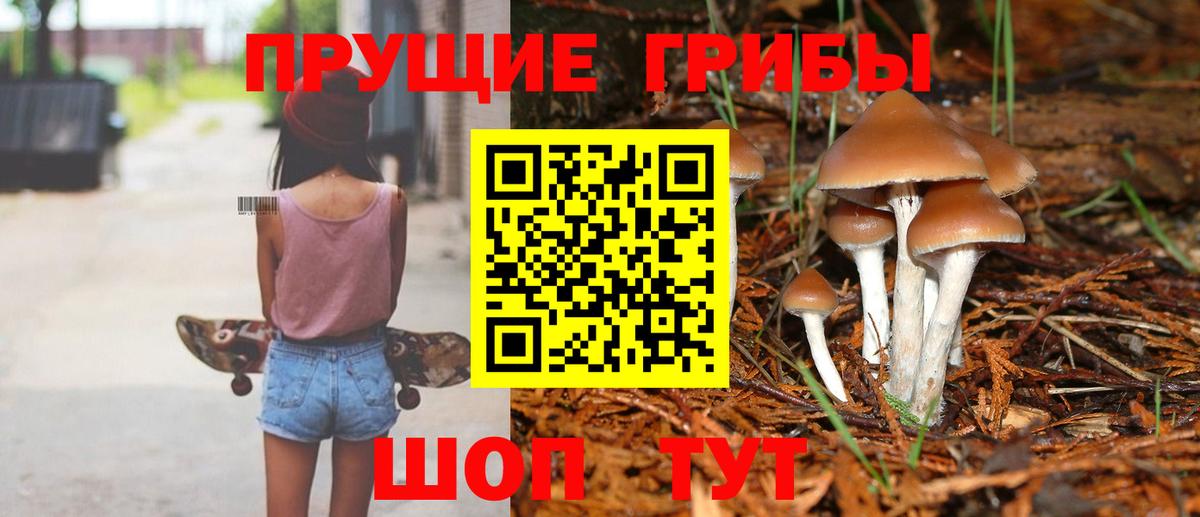 Псилоцибиновые грибы GOLDEN TEACHER  Ивантеевка  Галлюциногенные грибы Psilocybine cubensis 